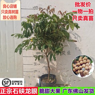 龙眼树苗热卖 石硖龙眼嫁接苗当年结果南方阳台庭院种植盆栽果树苗