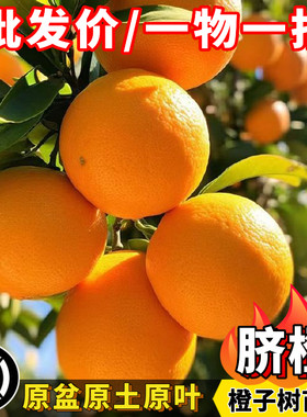 脐橙树冰糖甜橙萝岗橙嫁接苗酸甜可口当年结果南方庭院盆栽果树苗