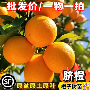 正宗脐橙嫁接苗萝岗橙冰糖甜橙酸甜可口当年结果庭院盆栽地栽树苗