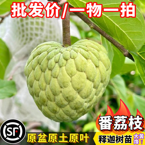 番荔枝树苗正宗番鬼荔枝释迦佛头果当年结果南方盆栽果树一物一拍