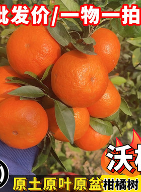 沃柑树苗皇帝柑龙门年桔砂糖桔苗嫁接苗当年结果一物一拍南方盆栽