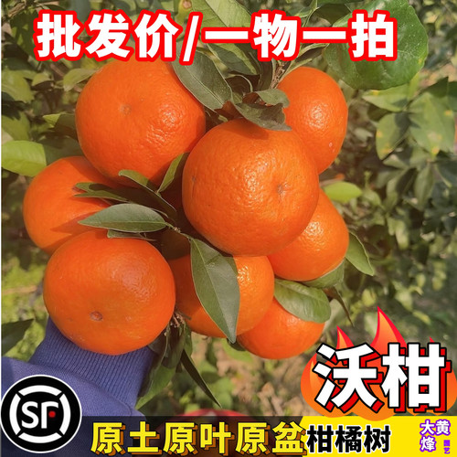 沃柑树苗皇帝柑龙门年桔砂糖桔苗嫁接苗当年结果一物一拍南方盆栽