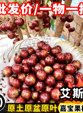 艾斯卡四季嘉宝果树苗当年结果苗