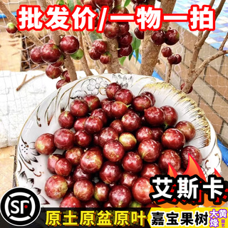 嘉宝果台湾艾斯卡四季嘉宝果树葡萄树苗当年结果南方盆栽一物一拍