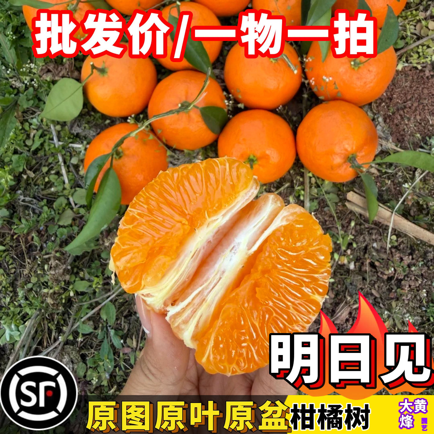 柑橘树苗正宗明日见柑橘嫁接苗当年结果纯甜无酸南方庭院盆栽果树
