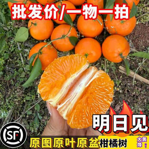 正宗明日见柑橘树苗当年结果盆栽