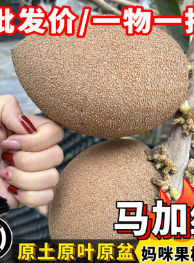 妈咪果苗麻美果马梅果嫁接苗当年结果南方庭院盆栽树苗大黄蜂园艺