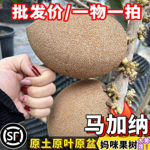 妈咪果苗麻美果马梅果嫁接苗当年结果南方庭院盆栽树苗大黄蜂园艺