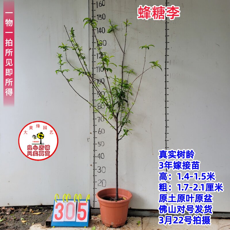 李子树苗蜂糖李苗嫁接苗南方盆栽果树大黄蜂园艺一物一拍带土带盆