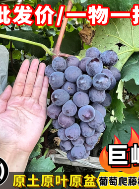 葡萄树苗寒香蜜葡萄苗巨峰葡萄爬藤果苗南方庭院盆栽树大黄蜂园艺