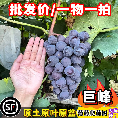 寒香蜜葡萄苗巨峰葡萄爬藤果树苗