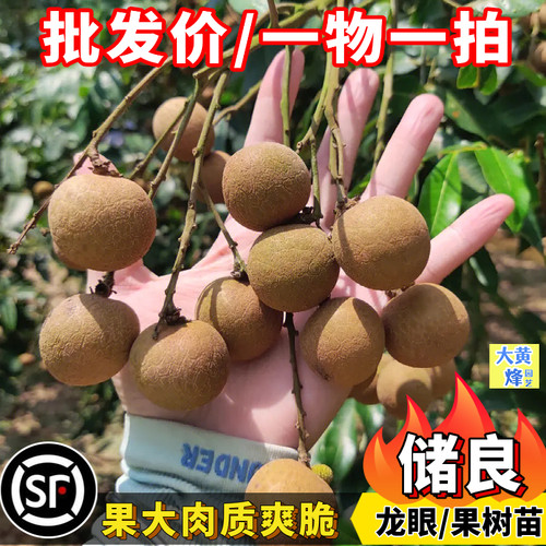 龙眼嫁接苗正宗储良龙眼石硖龙眼树苗大果香甜阳台庭院盆栽果树苗