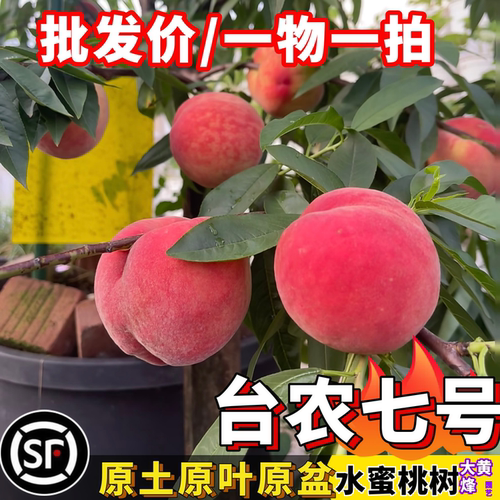 水蜜桃树苗台农7号大果水蜜桃黄油桃嫁接苗大黄蜂园艺一物一拍