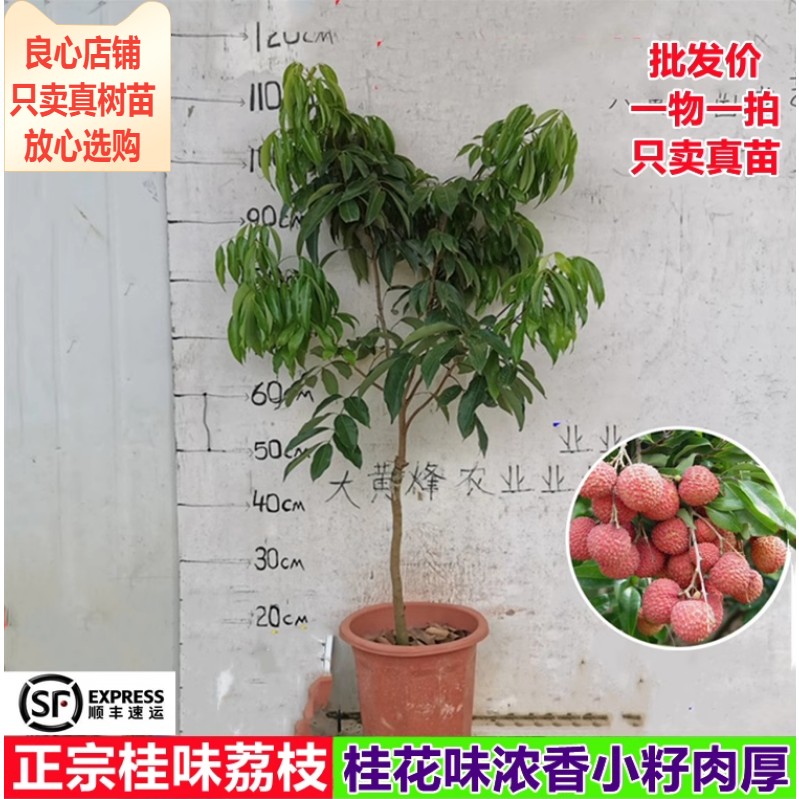 荔枝苗热卖正宗桂味荔枝嫁接苗当年结果南方阳台庭院盆栽地栽树苗