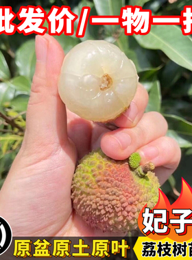 荔枝苗正宗无核荔枝妃子笑荔枝苗嫁接苗南方阳台庭院盆栽地栽树苗