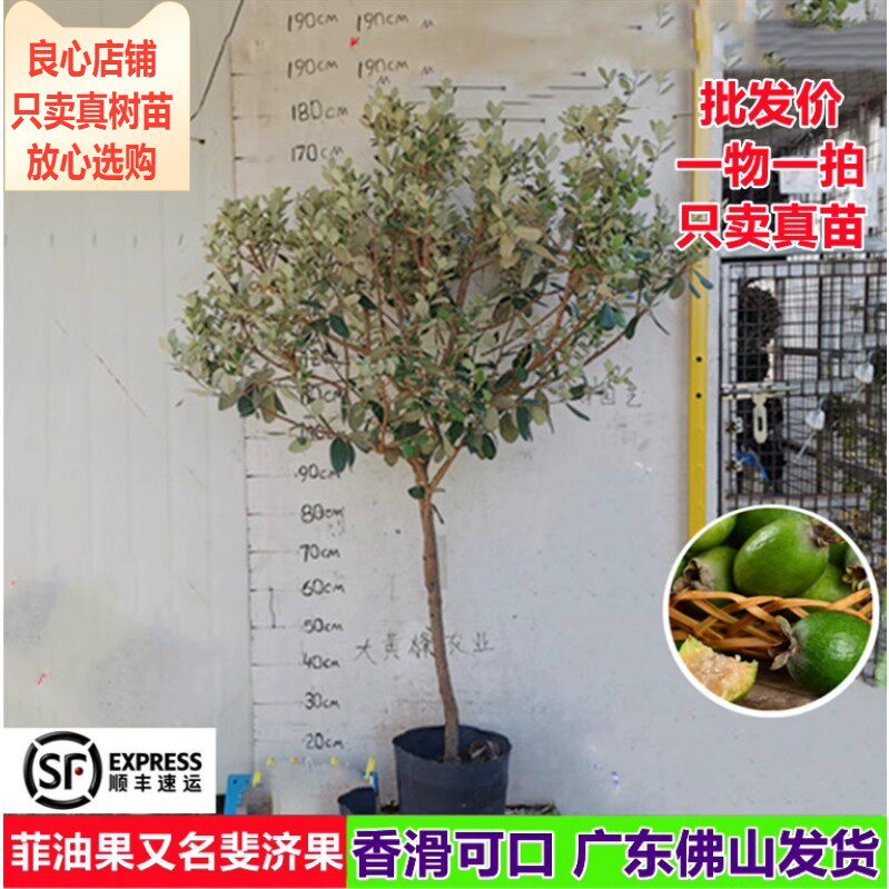 菲油果苗新品热卖大果斐济果树南方阳台庭院盆栽地栽种植水果树苗