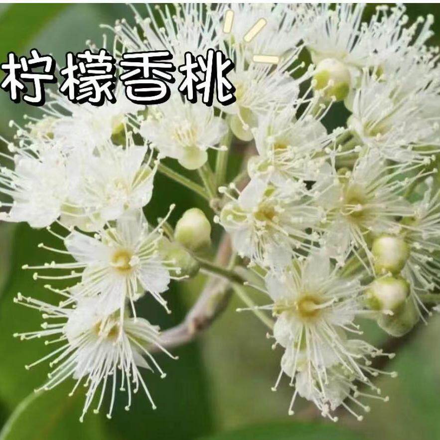 可食用苗澳洲柠檬桃香木叶植物清香茶叶庭院盆栽地栽树苗