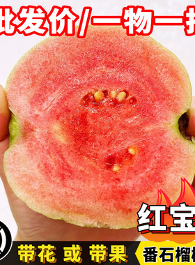 红宝石芭乐红肉番石榴苗当年结果