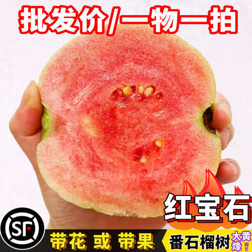 红宝石芭乐红肉番石榴苗当年结果