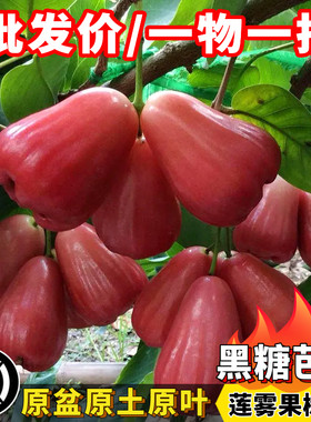 台湾黑糖芭比黑金刚莲雾树苗盆栽