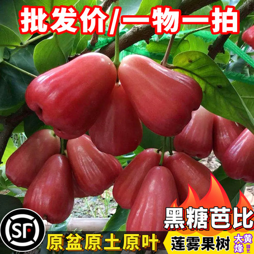 黑金刚莲雾黑糖芭比莲雾树嫁接苗