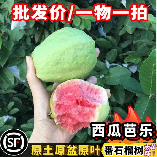 番石榴苗新品台湾西瓜芭乐脆甜少籽四季结果南方阳台庭院盆栽树苗