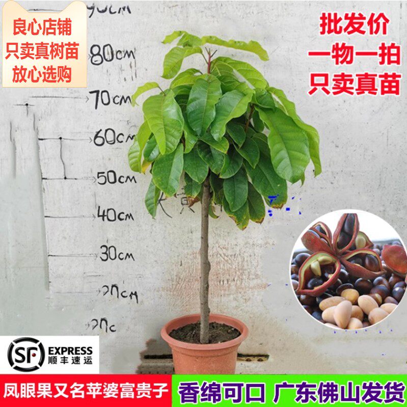 凤眼果苗新品正宗苹婆富贵子树苗当年结果南北方阳台庭院盆栽果树