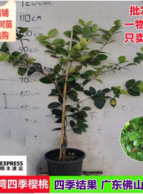 樱桃苗新品热卖雪松湾四季樱桃四季开花结果南方阳台庭院盆栽树苗