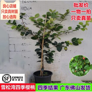 樱桃苗新品热卖雪松湾四季樱桃四季开花结果南方阳台庭院盆栽树苗