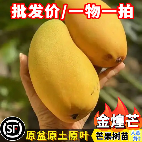 金煌芒果四季芒果树苗当年结果树