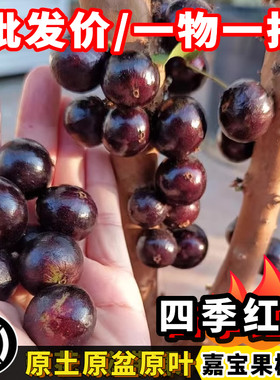 红妃四季嘉宝果树苗当年结果盆栽