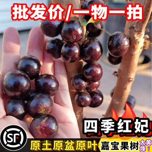 红妃四季嘉宝果树苗当年结果盆栽