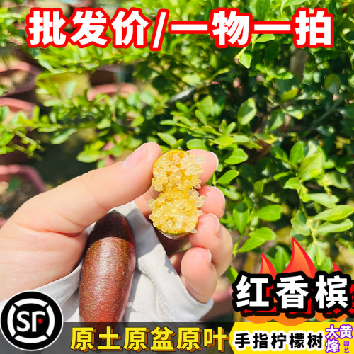 澳洲红香槟指橙苗手指柠檬果树苗