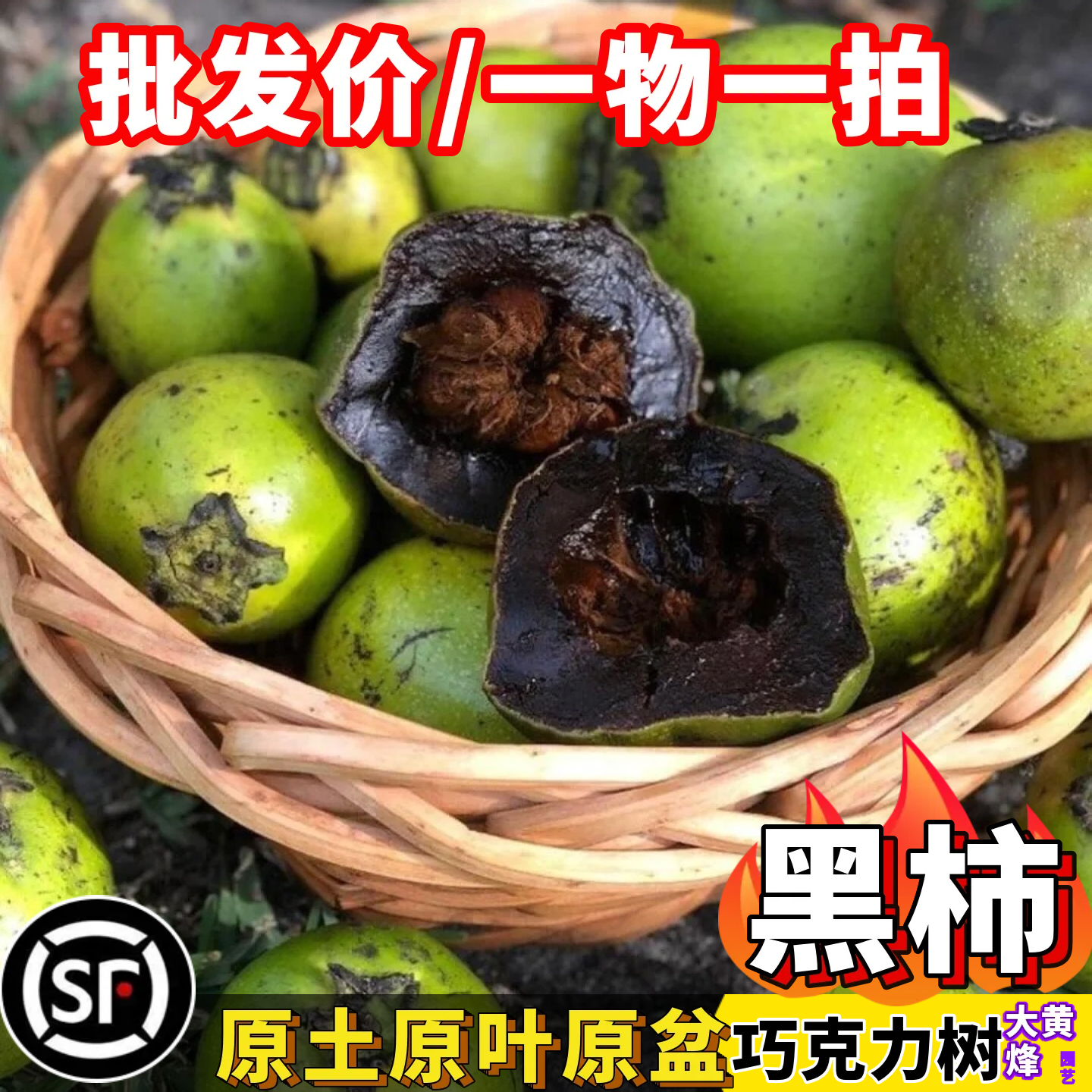 黑柿苗澳洲黑柿巧克力布丁果嫁接苗四季结果南方阳台庭院盆栽树苗