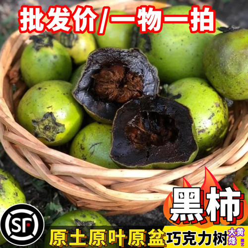 黑柿巧克力布丁果苗当年结果盆栽