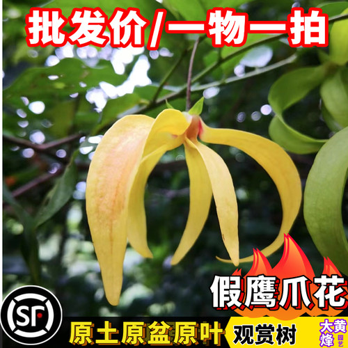 鹰爪花树苗假鹰爪花浓香花卉绿植