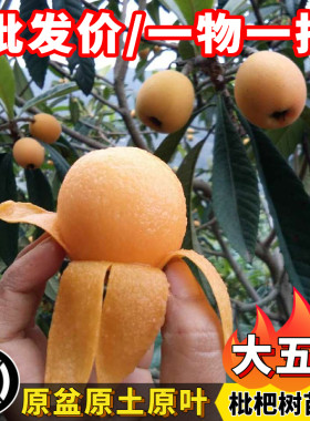 枇杷树苗正宗大五星大果枇杷嫁接苗当年结果南方盆栽果树一物一拍