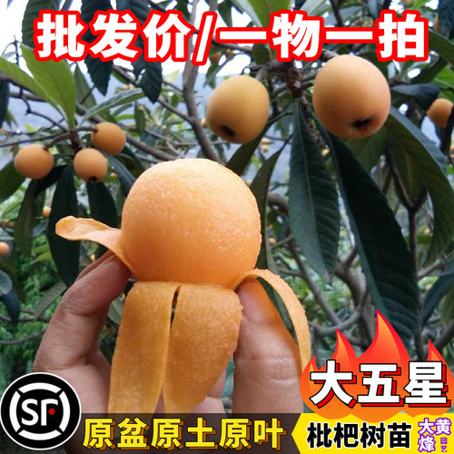 枇杷树苗正宗大五星大果枇杷嫁接苗当年结果南方盆栽果树一物一拍