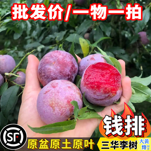 正宗钱排三华李苗嫁接苗当年结果