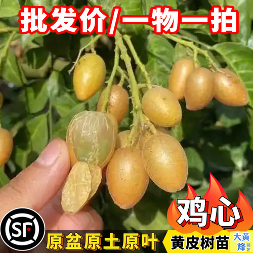 正宗鸡心黄皮嫁接苗当年开花结果