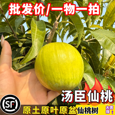 仙桃苗正宗汤臣大果仙桃鸡蛋果嫁接苗水分足南方阳台庭院盆栽树苗
