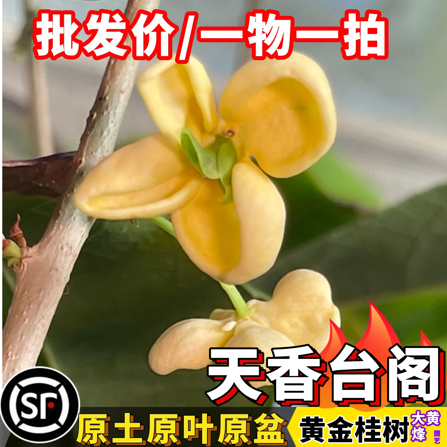 桂花树苗天香台阁黄金桂花当年开花南方盆栽树大黄蜂园艺一物一拍