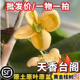 黄金天香台阁桂花苗黄金桂花浓香花期长南方阳台庭院盆栽地栽树苗