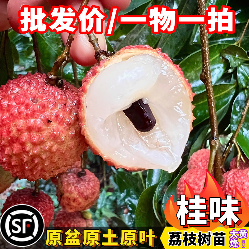 荔枝树苗正宗桂味荔枝嫁接苗多肉细核南方盆栽大黄蜂园艺一物一拍