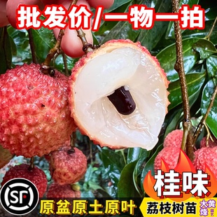 荔枝树苗正宗桂味荔枝嫁接苗多肉细核南方盆栽大黄蜂园艺一物一拍