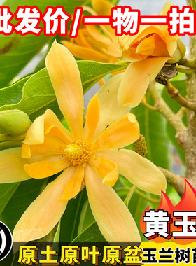 白玉兰黄玉兰树苗当年开花盆栽树