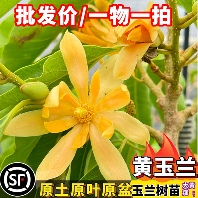 白玉兰黄玉兰树苗当年开花盆栽树