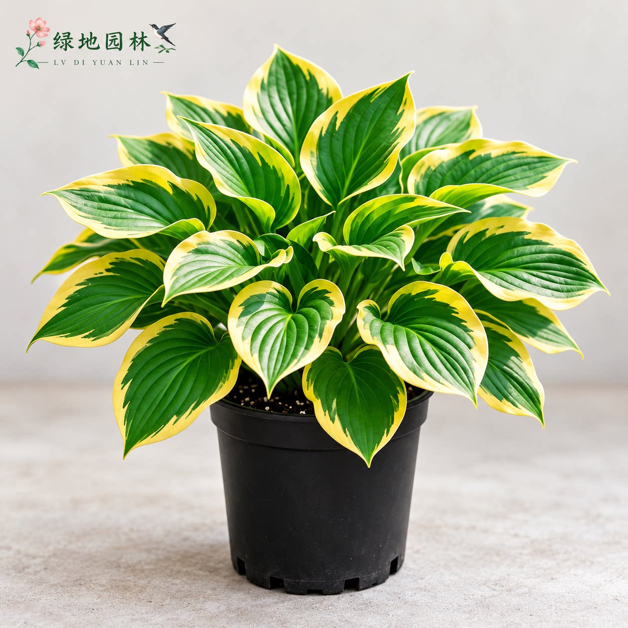 金边玉簪盆栽 花叶玉簪苗 北阳台喜阴多年生地被植物花园造景好养