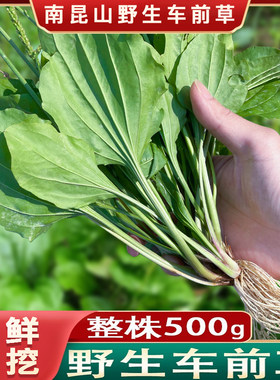 新鲜正宗车前草野生车前草整株干货泡茶500克清热排酸现挖现发