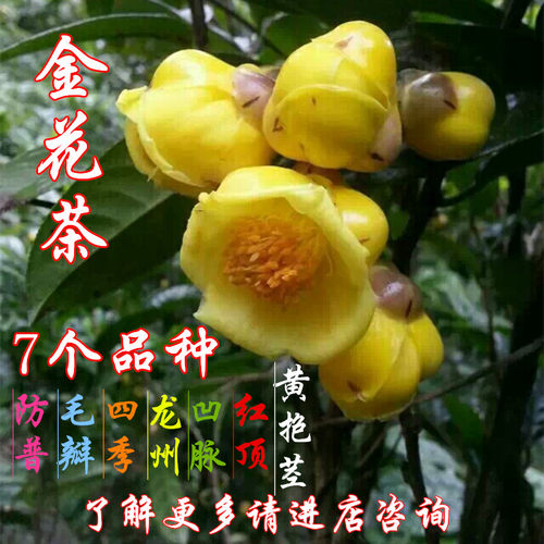 龙州四季红顶金茶花杯苗包邮树苗